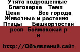 Утята подрощенные “Благоварка“,“Темп“ › Цена ­ 100 - Все города Животные и растения » Птицы   . Башкортостан респ.,Баймакский р-н